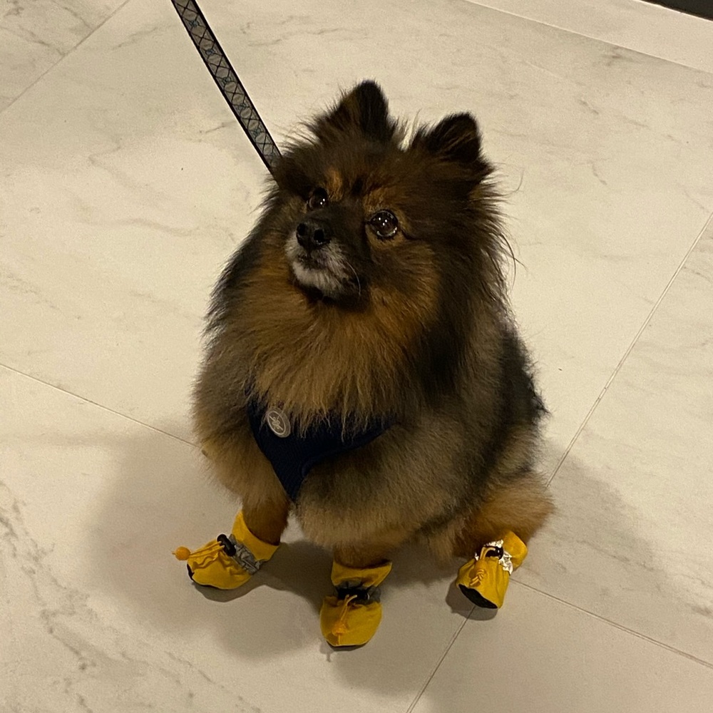 Shoes for puppies